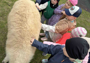 Przedszkolaki głaszczą alpaki.