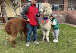 Chłopiec przytula alpakę.
