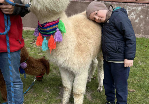 Sześciolatek przytula się do alpaki.