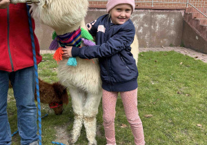 Dziewczynka trzyma alpakę.