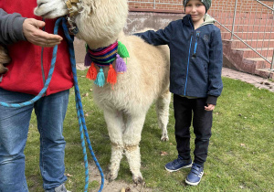 Przedszkolak stoi przy alpace.