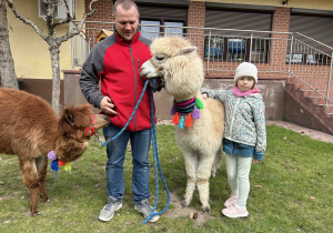 Sześciolatka głaszcze alpakę.