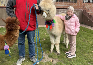 Dziewczynka stoi przy alpace.