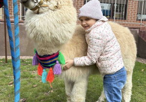 Sześciolatka przytula się do alpaki.