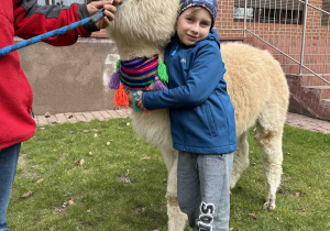 Chłopiec tuli alpakę.