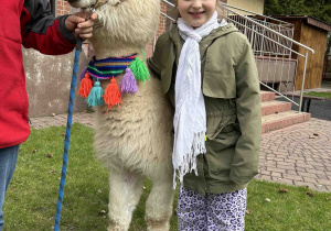 Dziewczynka stoi przy alpace.