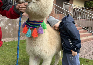Przedszkolak przytula głowę do alpaki.