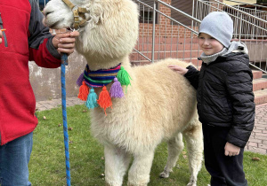 Sześciolatek stoi przy alpace.