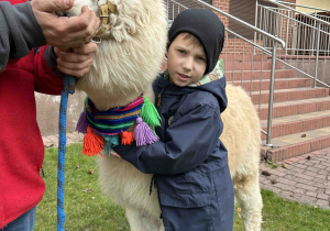 Przedszkolak tuli się do alpaki.