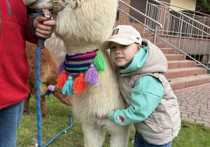 Chłopiec z uśmiechem przytula alpakę.
