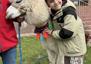 Uśmiechnięty przedszkolak tuli alpakę.