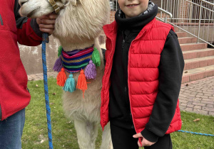 Starszak stoi przy alpace.