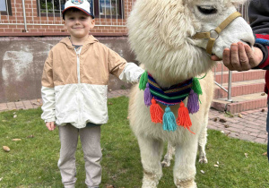 Przedszkolak stoi przy alpace.