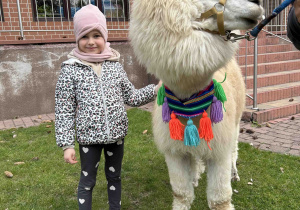 Dziewczynka stoi przy alpace.