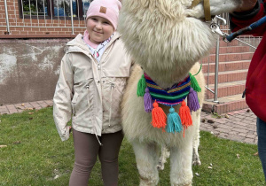 Sześciolatka głaszcze alpakę.