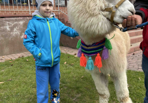 Przedszkolak trzyma alpakę.