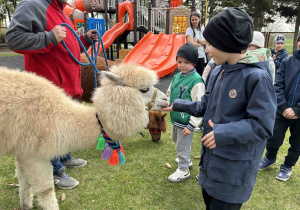 Chłopiec karmi alpakę.