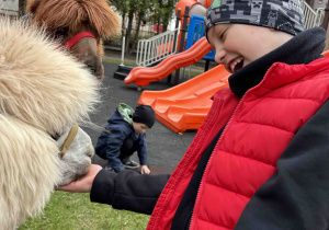 Przedszkolak karmi alpakę.