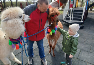 01. Chłopiec głaska alpakę.