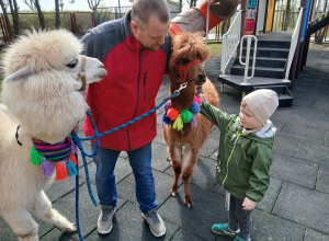 ,,Zwierzęta wokół nas"- spotkanie z alpakami.