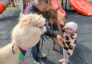 02. Dziewczynka głaska alpakę.
