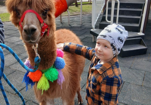 03.Chłopiec głaska alpakę.