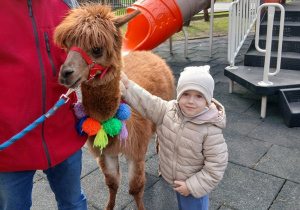 04.Chłopiec głaska alpakę.