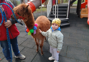 05.Chłopiec głaska alpakę.