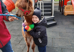 07. Chłopiec przytula alpakę.