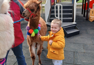 08. Chłopiec głaska alpakę.