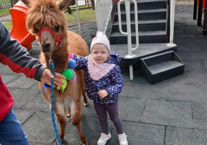 09. Dziewczynka głaska alpakę.