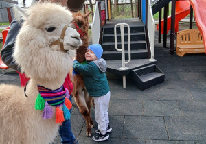 10.Chłopiec przytula alpakę.
