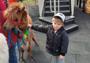 11.Chłopiec głaska alpakę.