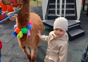 12. Dziewczynka z alpaką.