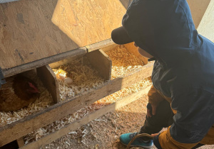 Chłopiec zbiera jajka w kurniku.