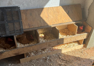 Kury siedzą na grzędach.