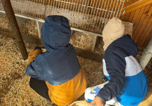 Chłopcy zbierają jajka w kurniku.