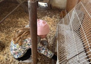 Dziewczynka zbiera jajka.