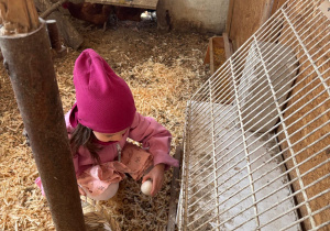 Dziewczynka zbiera jajka.