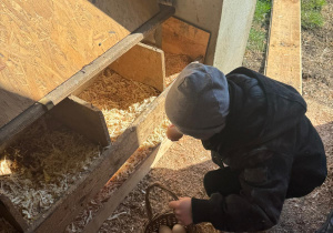 Chłopiec zbiera jajka.