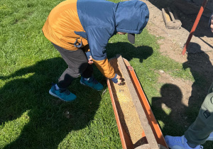 Chłopiec wsypuje ziarno dla kur.