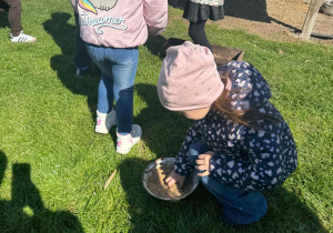 Dziewczynka bierze w rączkę ziarno dla kur.