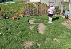 Dziewczynka obserwuje kury.