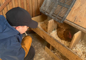 Chłopec obserwuje kurę.