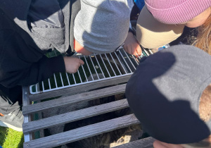 Dzieci obserwują koty.