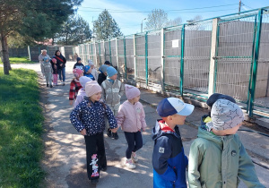 Przedszkolaki oglądają psy