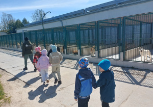 Przedszkolaki ustwione parami idą i oglądają psy w kojcach