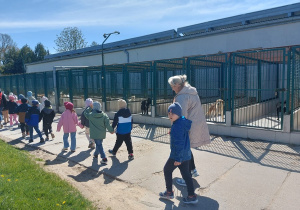 Przedszkolaki ustwione parami idą i oglądają psy w kojcach