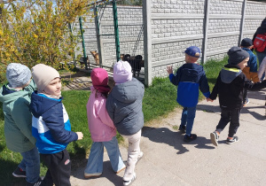 Przedszkolaki ustwione parami idą i oglądają psy w kojcach