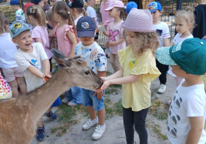 Dziewczynka karmi daniela.